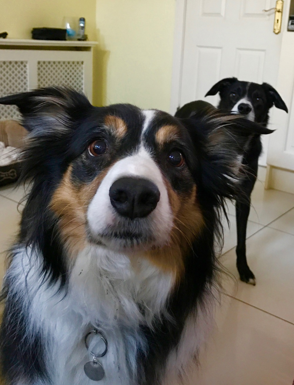Bonnie and Clyde, Dogs, Woof, Doggie Day Care, Woof Doggie Day Care, Dublin, Ireland, Collie, Boarder Collie